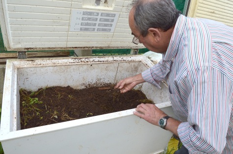 José muestra el humus de lombriz producido a base de restos de las plantas